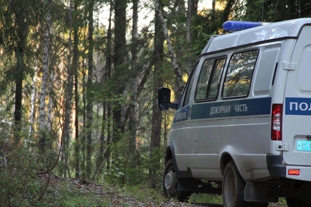 В Карелии незаконно вырубили лес, чтобы построить туристический объект