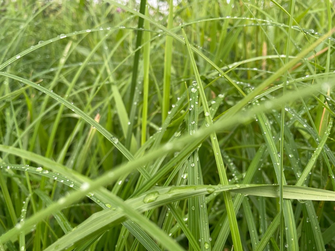 Театр дождливых действий основательно развернется 27 мая в Карелии