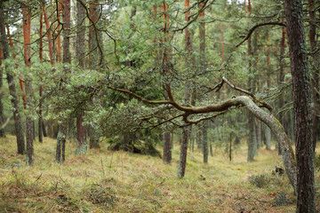 Суд одобрил иск прокуратуры в защиту Шелтозерского бора
