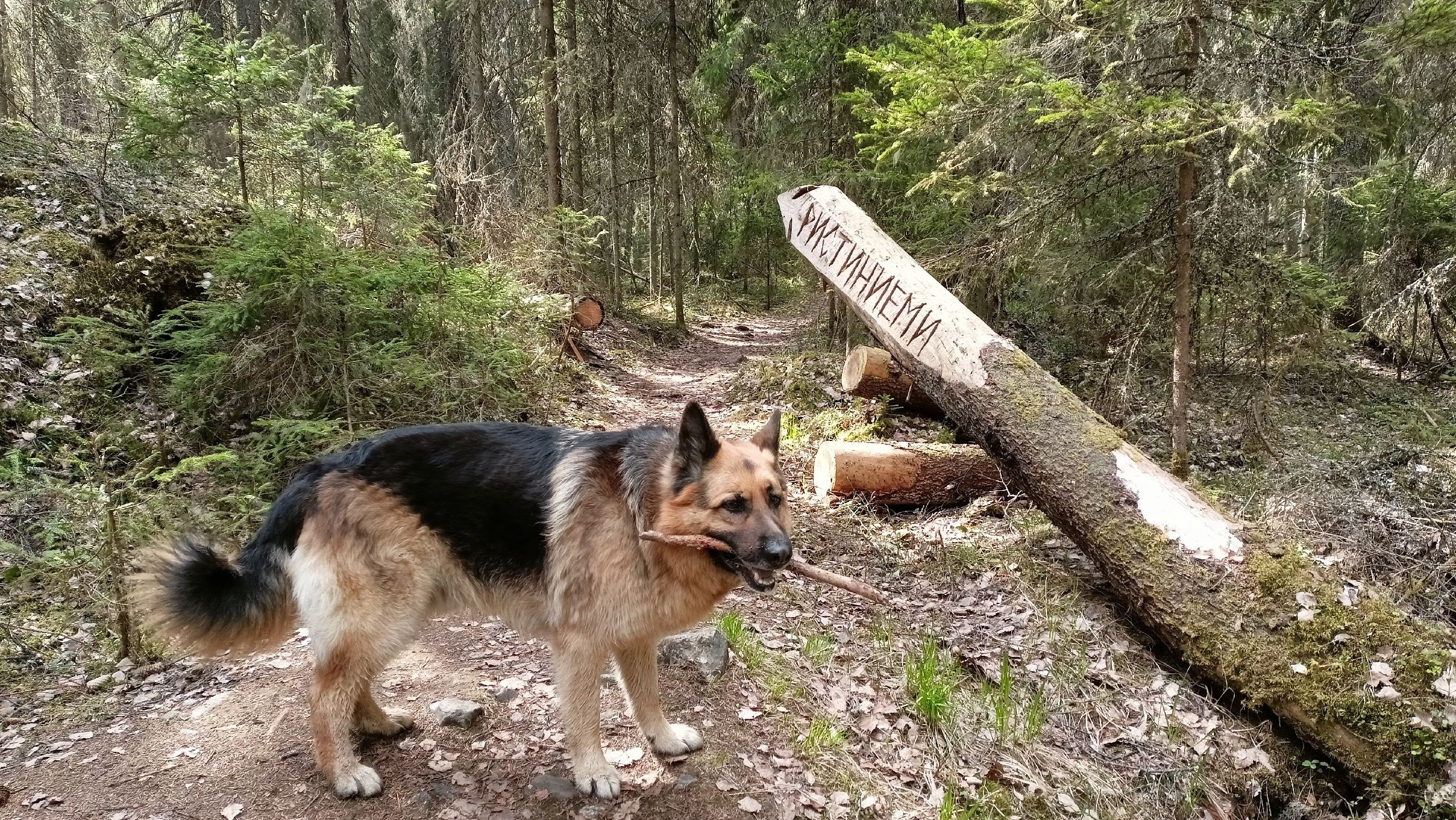 Пушистый гид провел экскурсию по Карелии