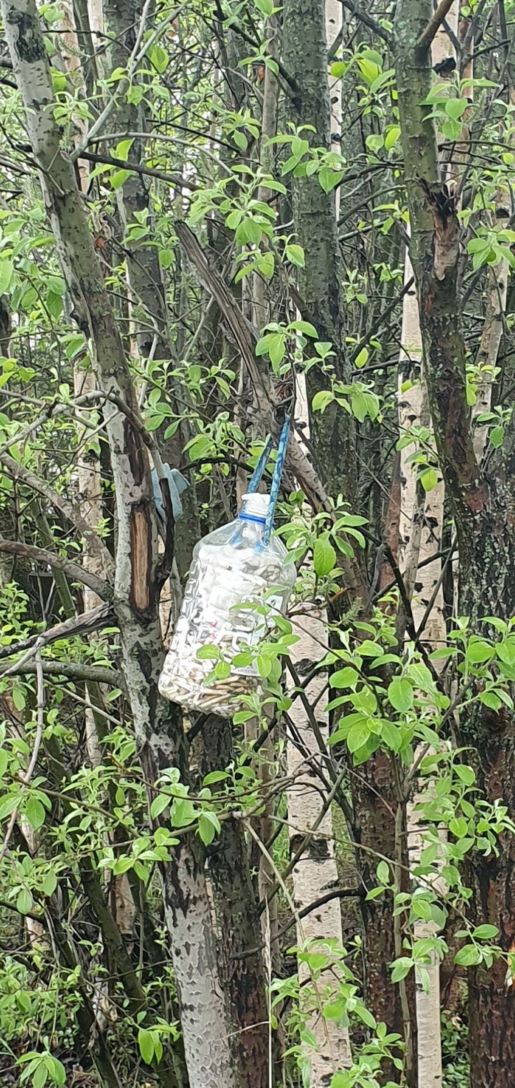 В Петрозаводске обнаружили курилку на дереве