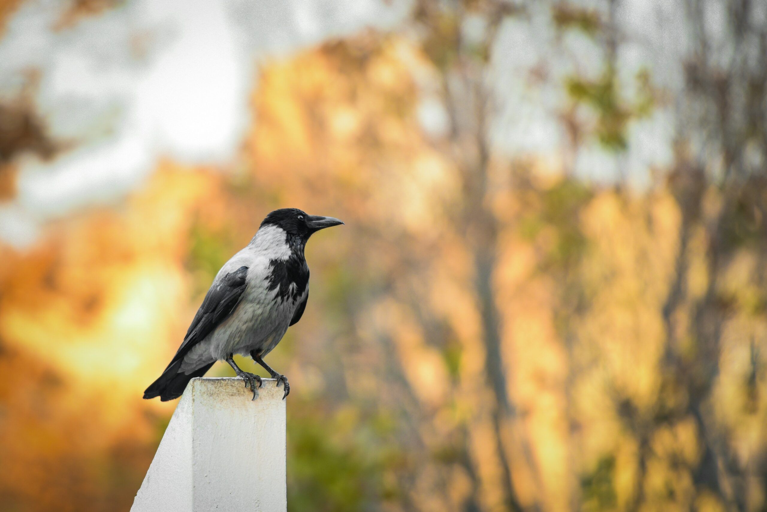 Ворона-хулиган поселилась в Петрозаводске