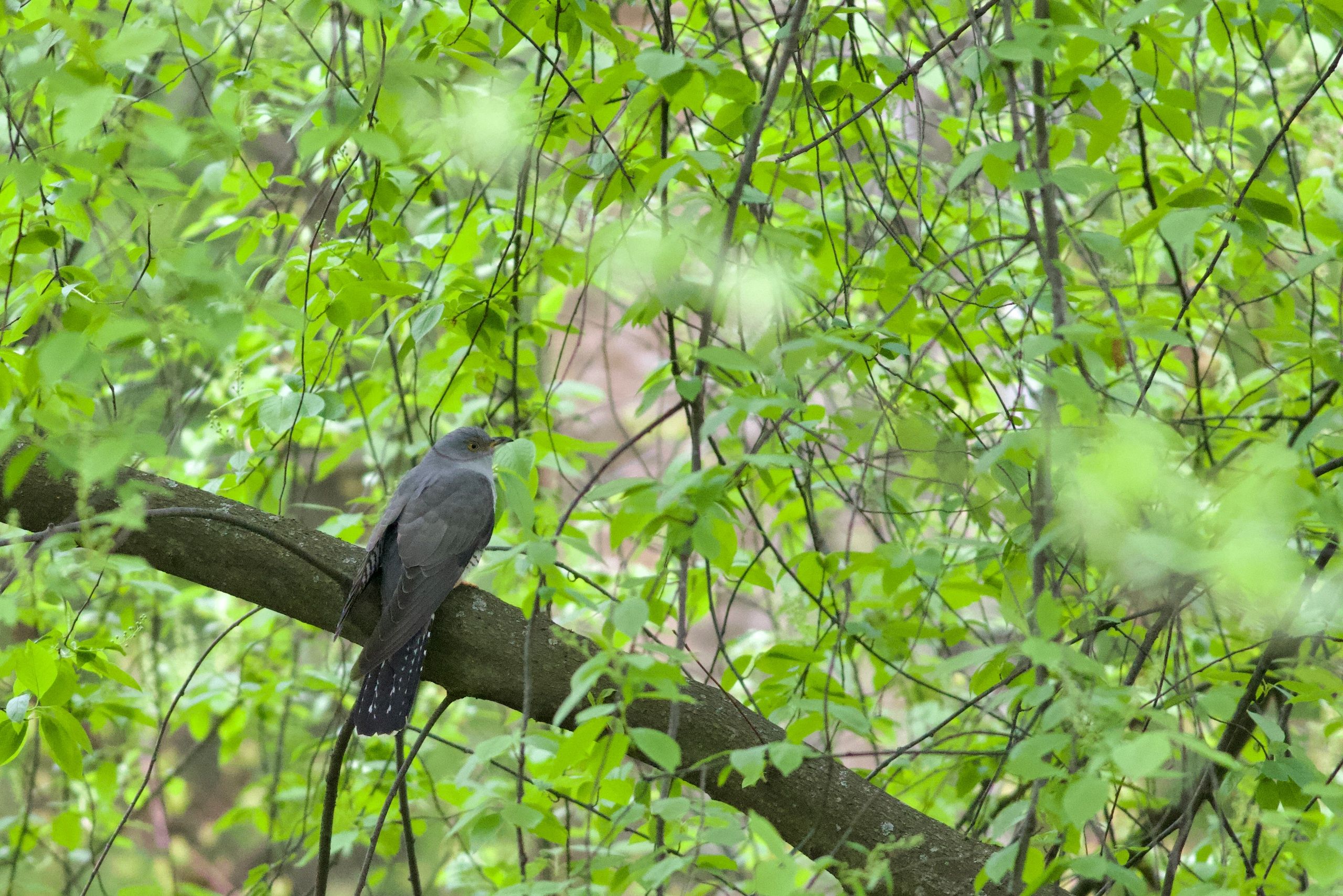 В соседний с Карелией мегаполис вернулись «дальние странники»