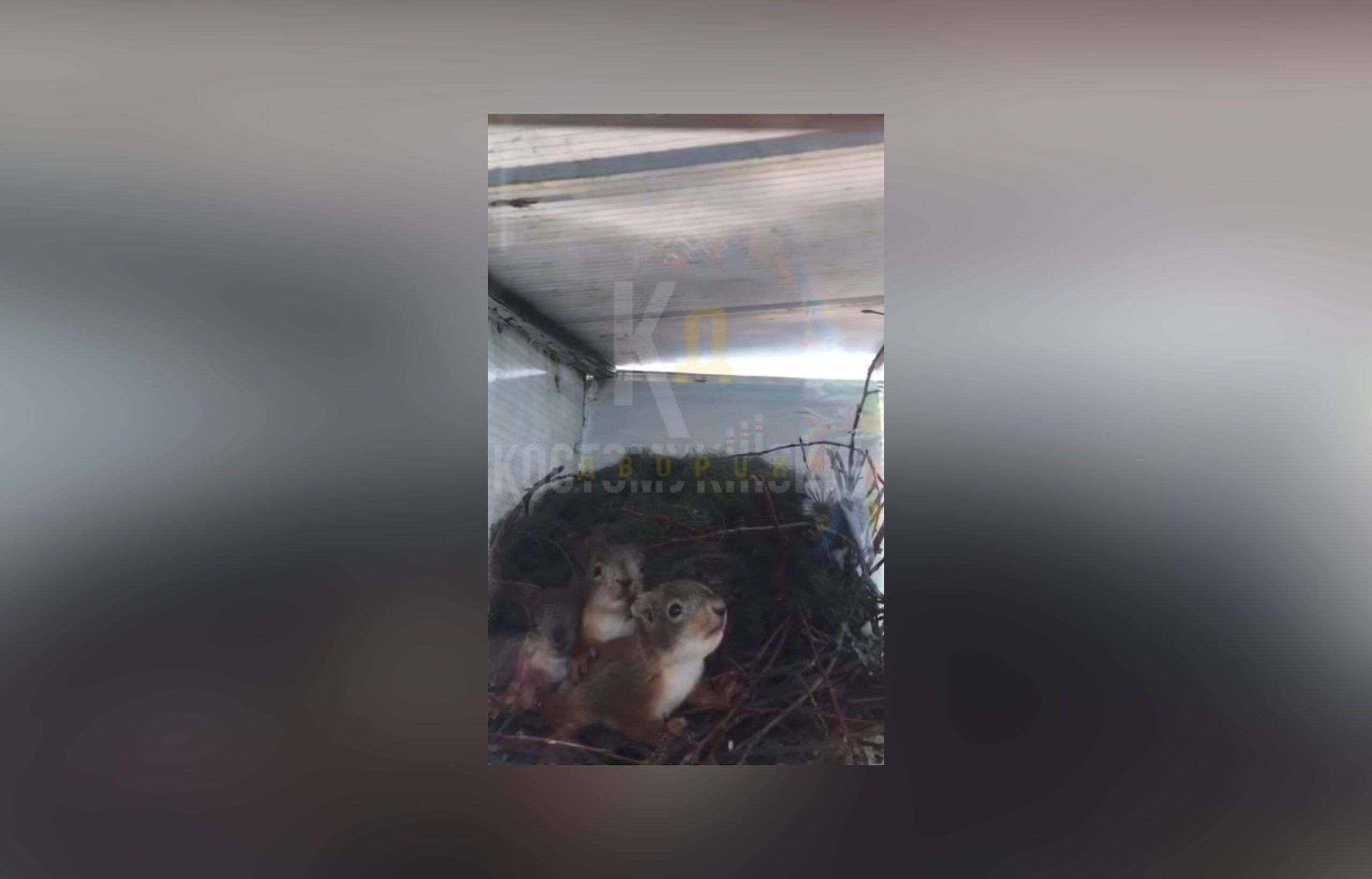 В Костомукше белка познакомила жителей со своим потомством