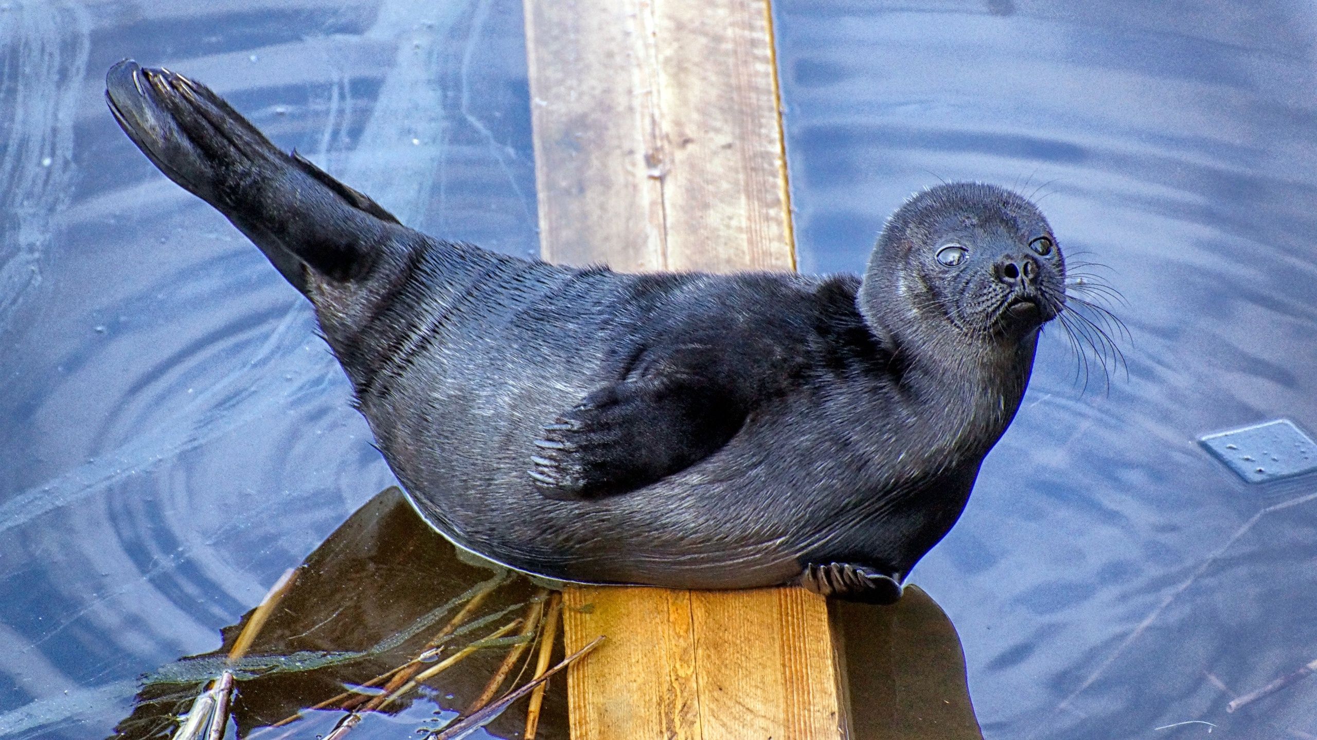 Детеныш нерпы устроил фотосессию на Ладоге