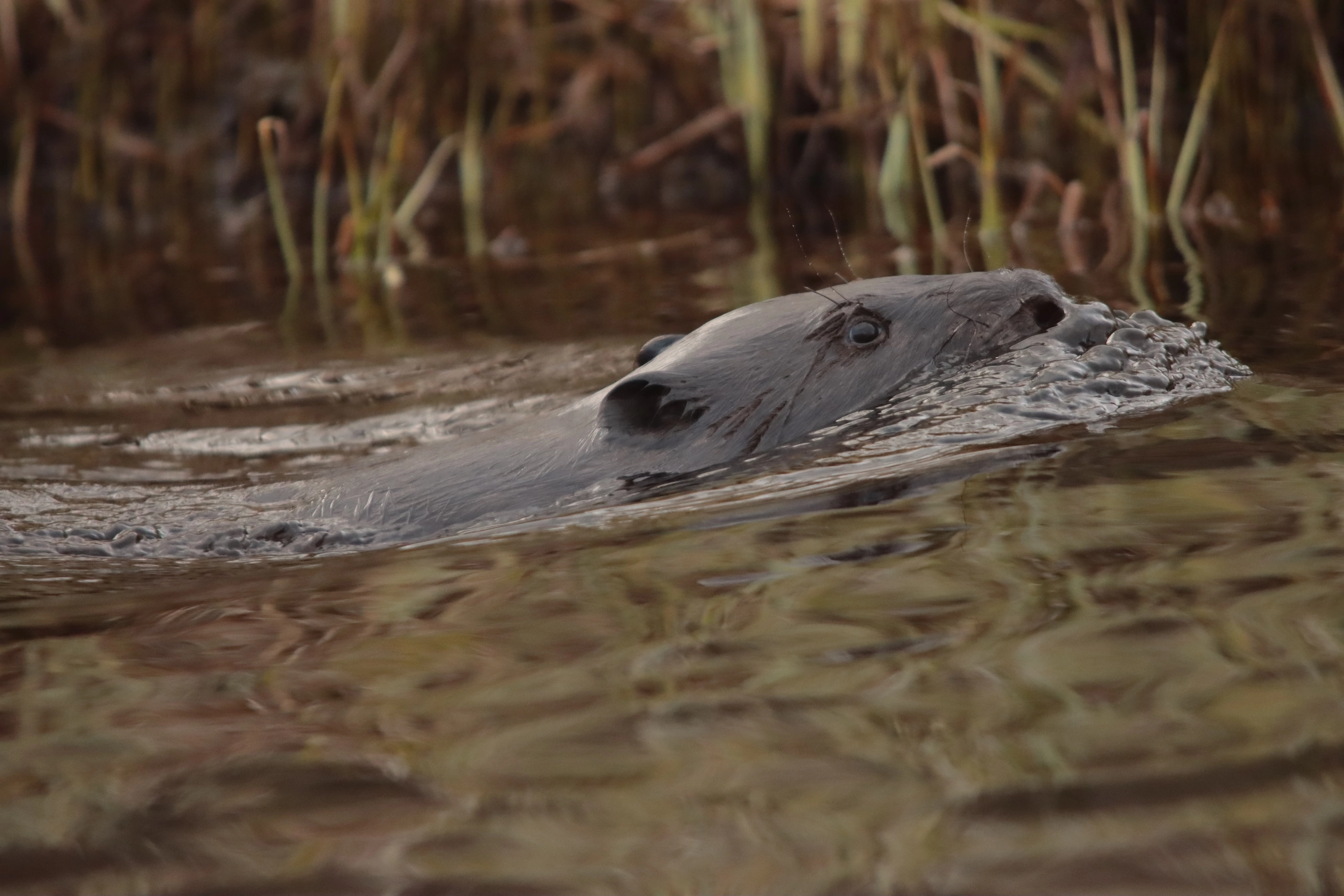 «Подводная лодка» оставила фонтан брызг в небольшом водоеме на границе Карелии