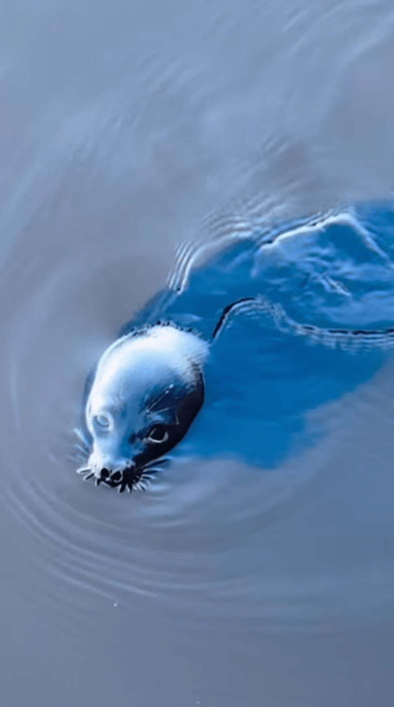 На юге Карелии засняли милую нерпочку