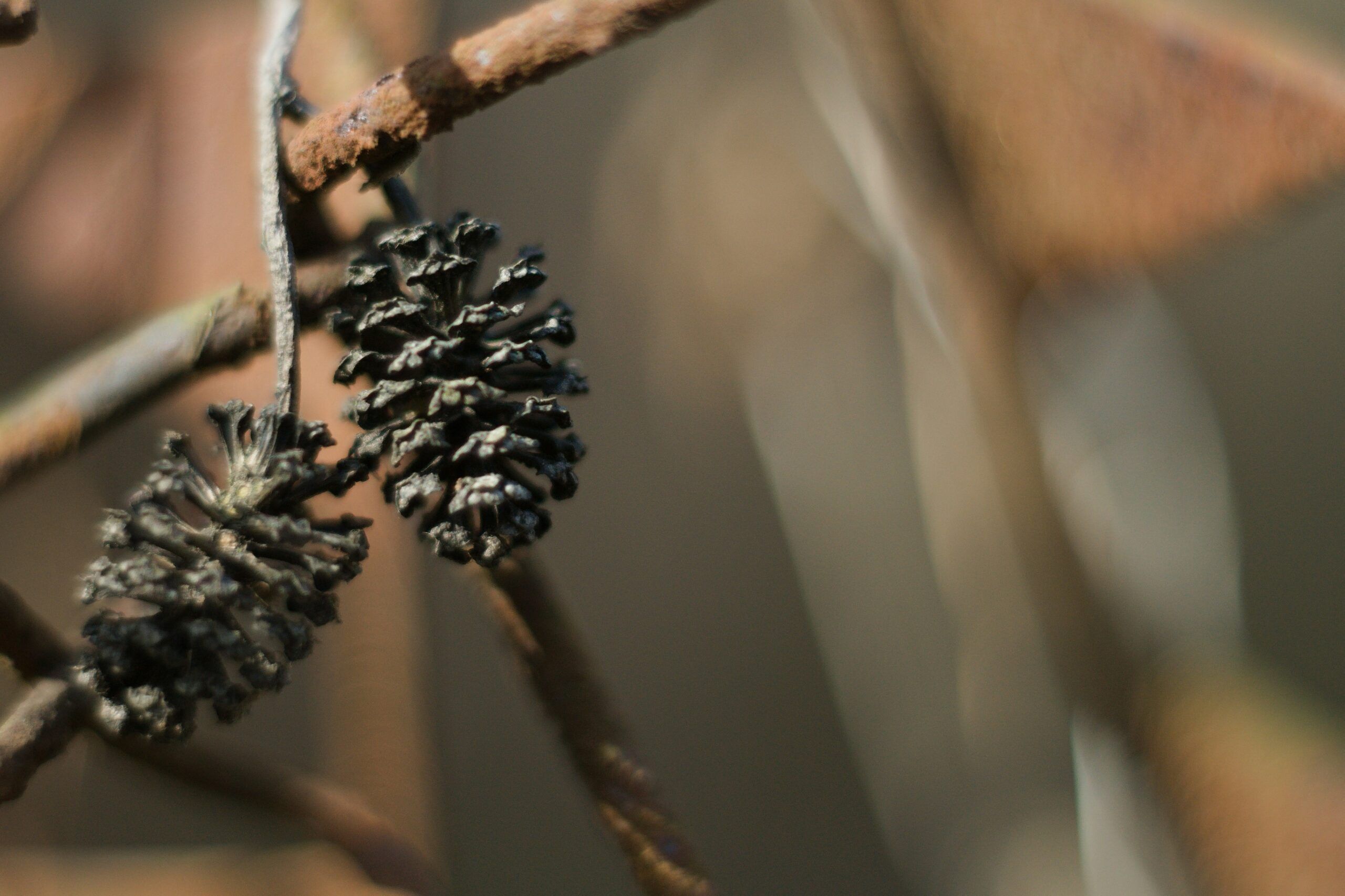 Узнали карельский рецепт варенья из шишек