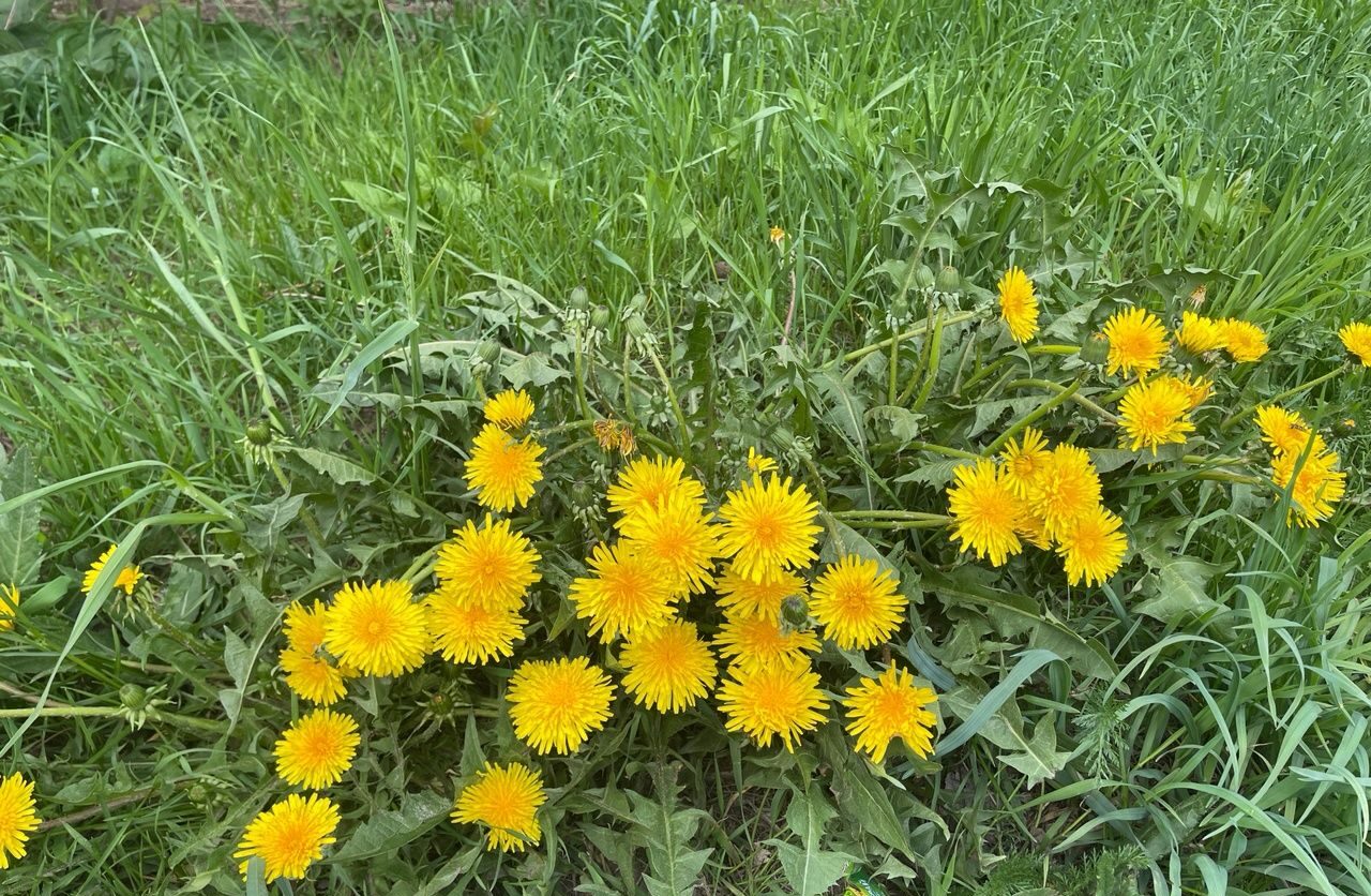 Порывистый ветерок и мелкий дождик разбавят теплый день 27 мая в Карелии