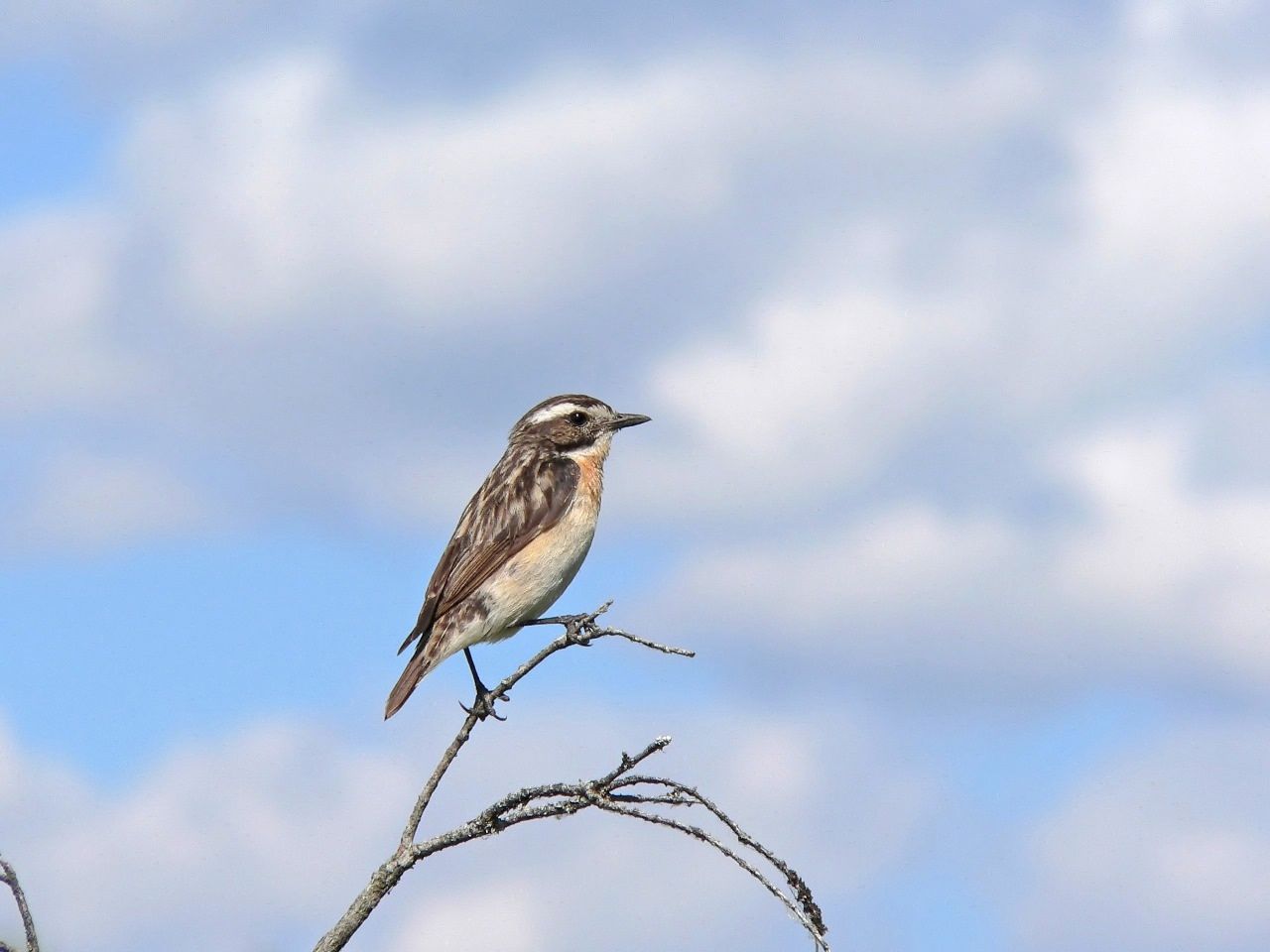 Перелетные птицы столкнулись с капризами карельской весны