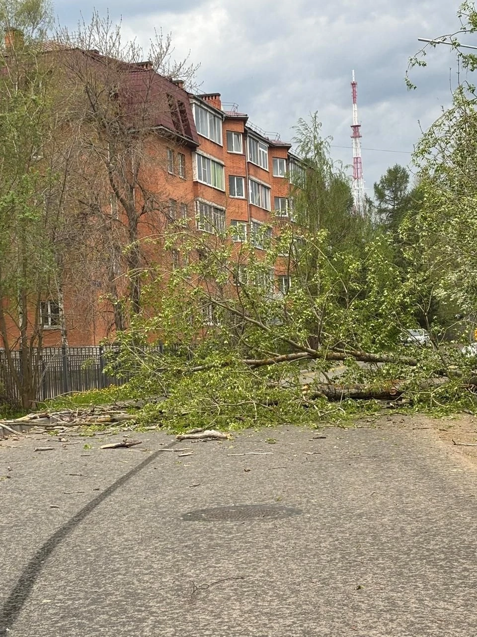 Дерево рухнуло на дорогу в Петрозаводске