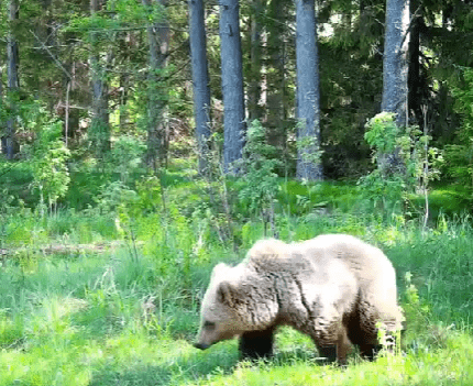 Фотоловушка поймала в кадр медвежонка с вкусняшкой рядом с Карелией