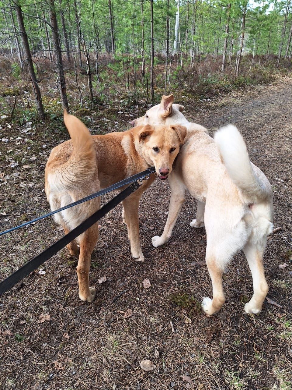 В медвежьегорский приют вернулись подросшие щенки