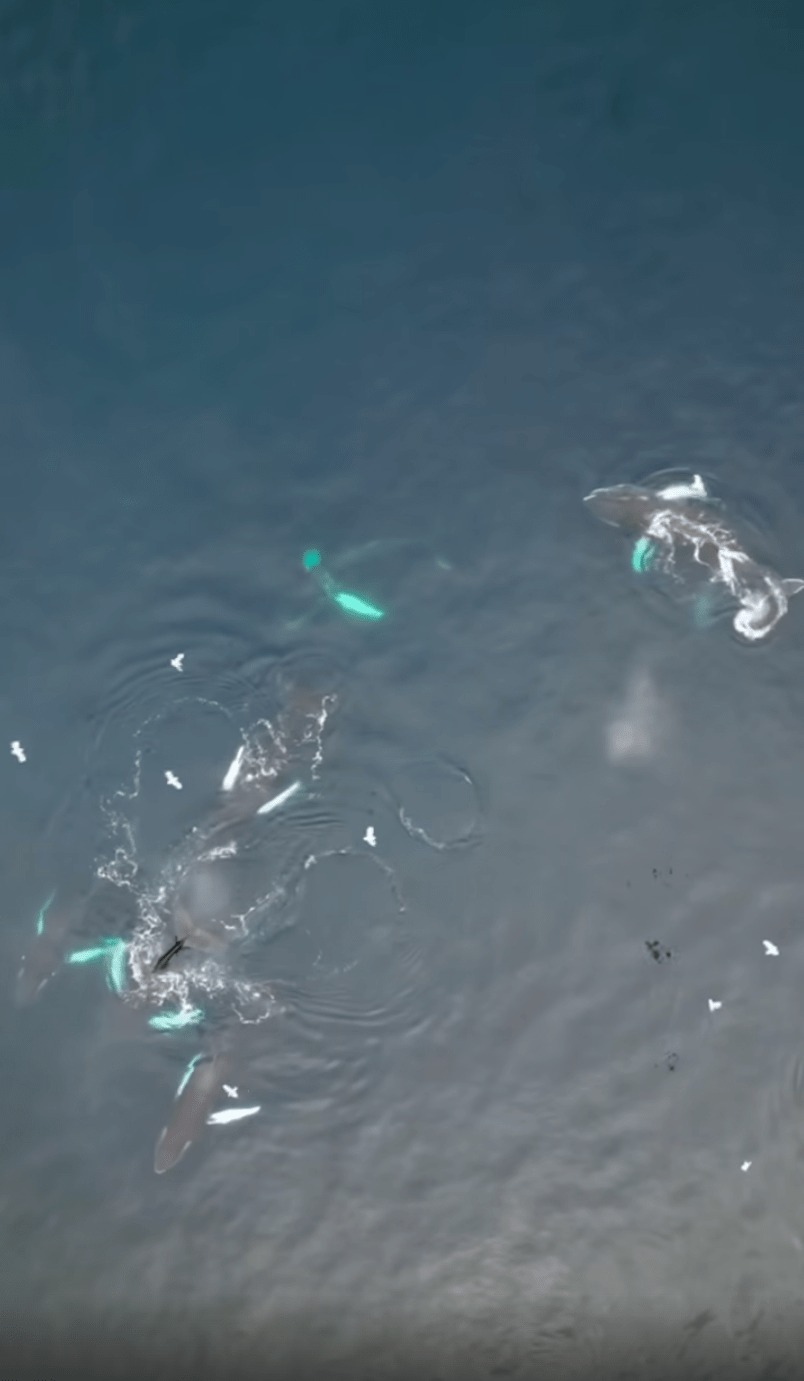 В соседний с Карелией регион вернулся краснокнижный кит