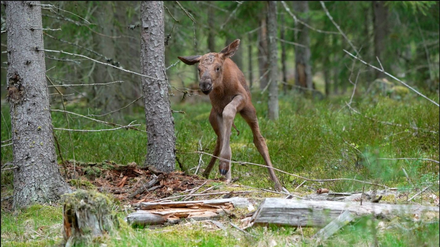 Рядом с Карелией заметили новорожденного лосенка