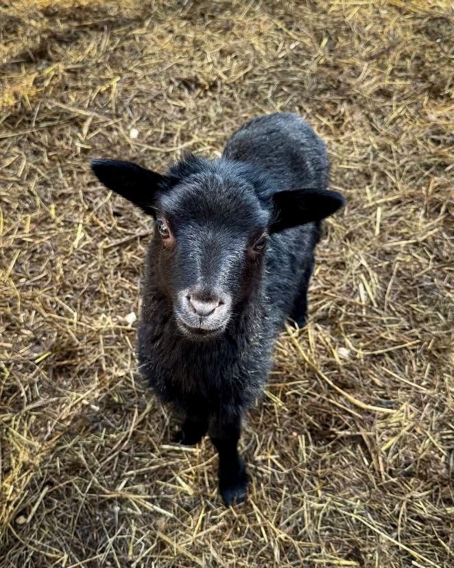 Зверят в одном из мини-зоопарков в Карелии стало еще больше