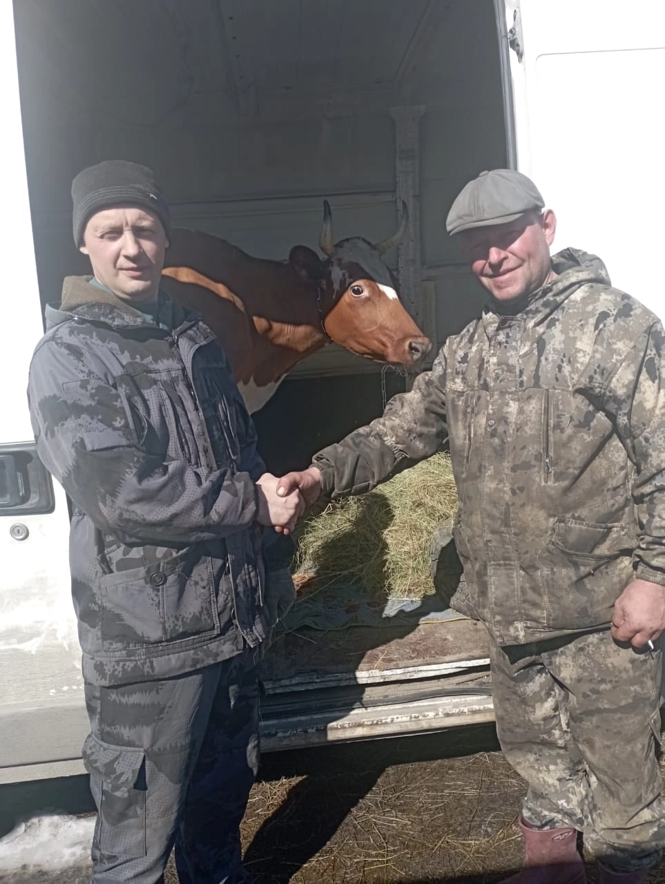 Чистокровную айрширку подарили многодетной семье из Карелии