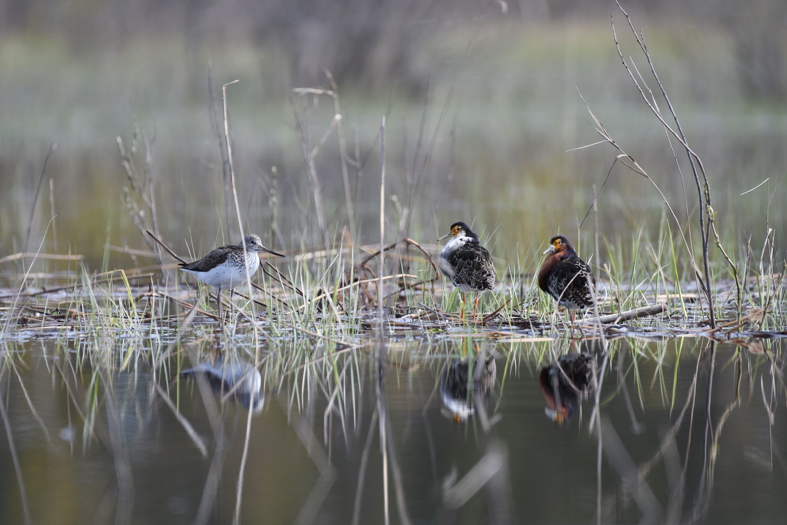 Нижне-Свирский заповедник показал пернатых модников