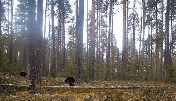 Токующие глухари устроили концерт в весеннем лесу Карелии