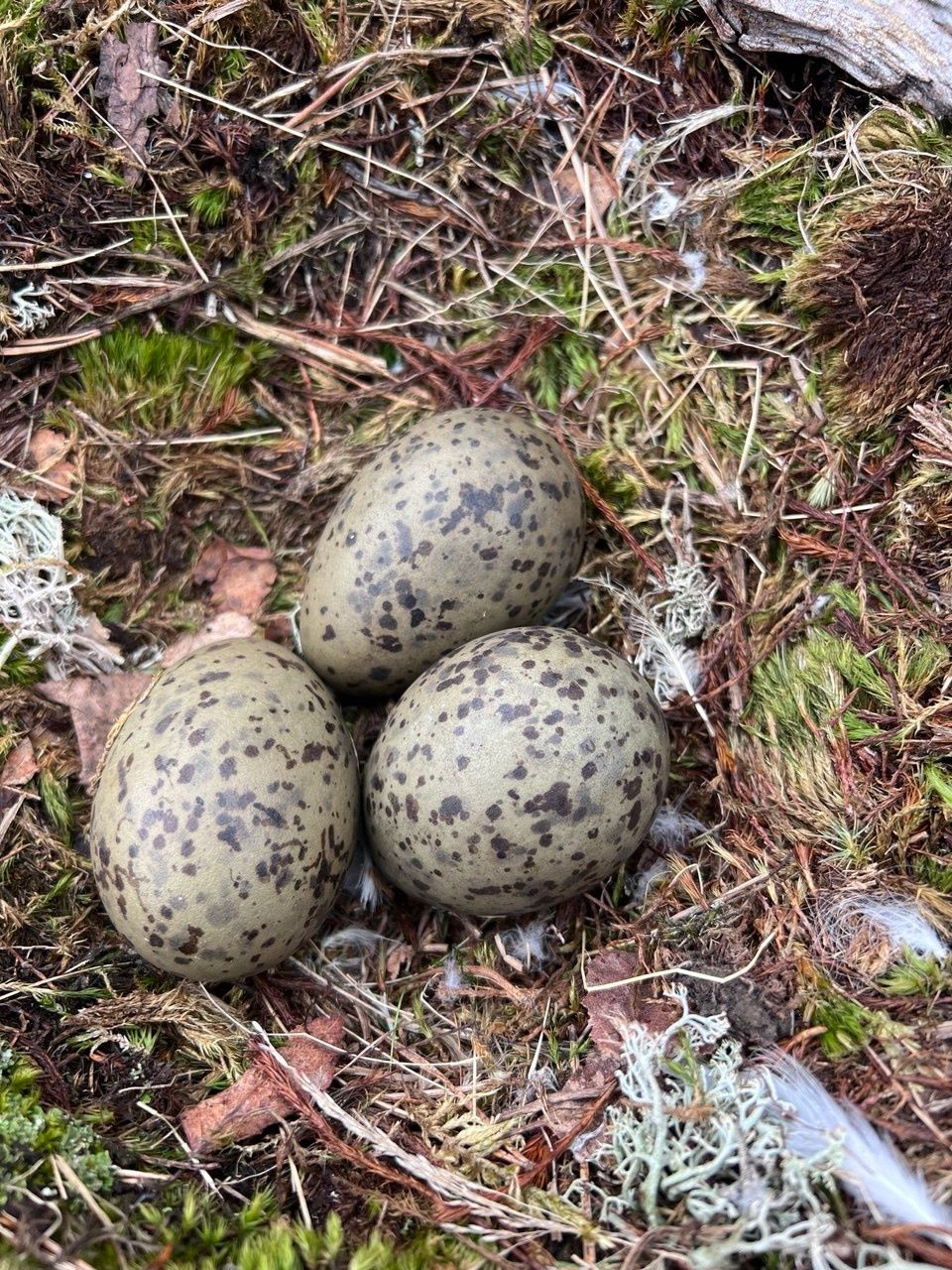 В Ладожских шхерах начался сезон гнездования редких птиц