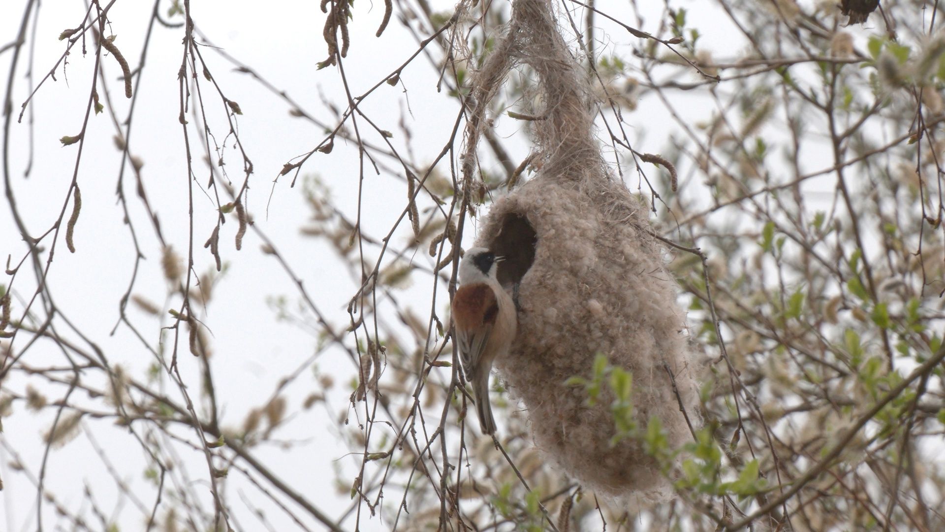 Узнали, где в лесу на деревьях можно увидеть варежки