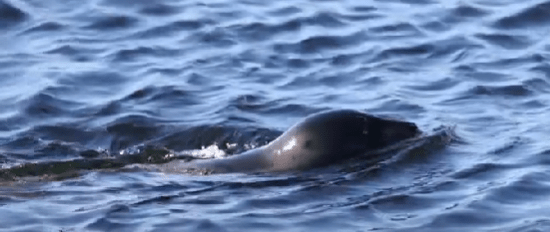 Молодые тюлени устроили водные игры в Кандалакшском заповеднике