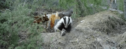 Редкое животное для наших широт заметили на севере Карелии