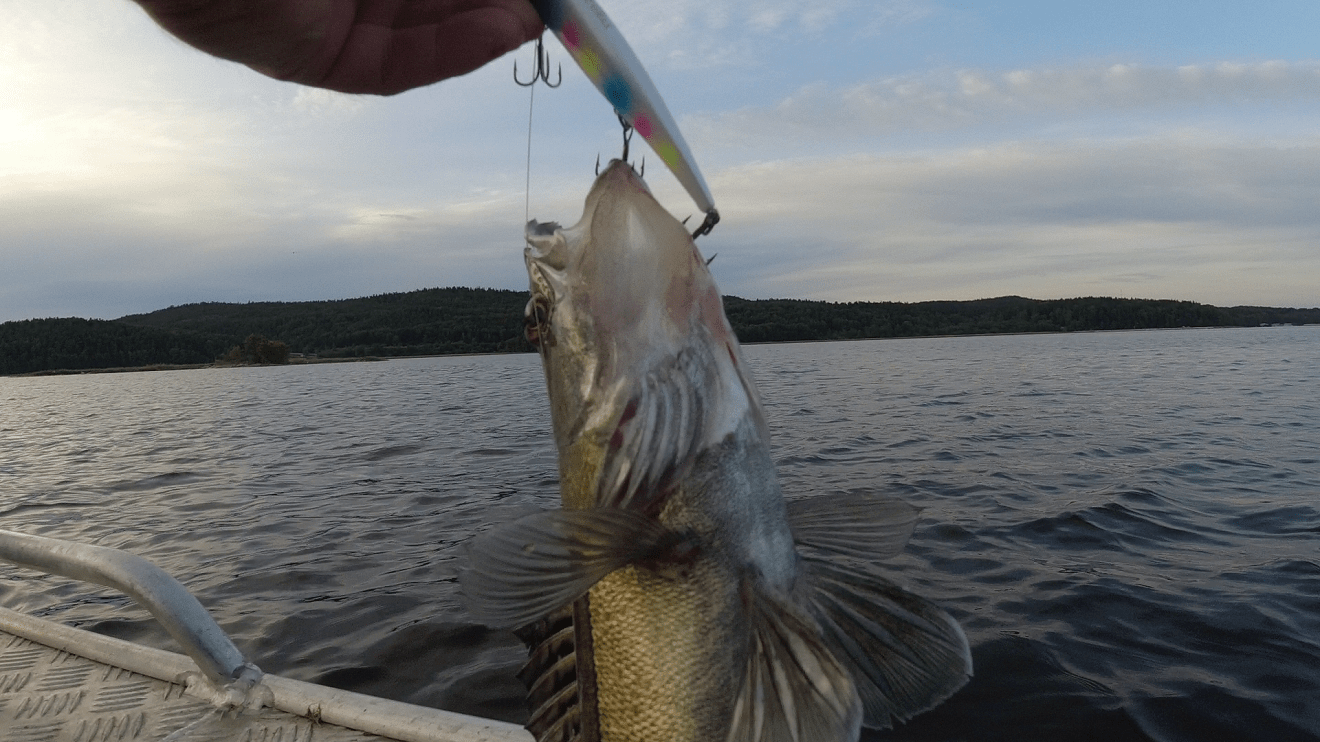 Судак «на дорожку». Воблеры для троллинга