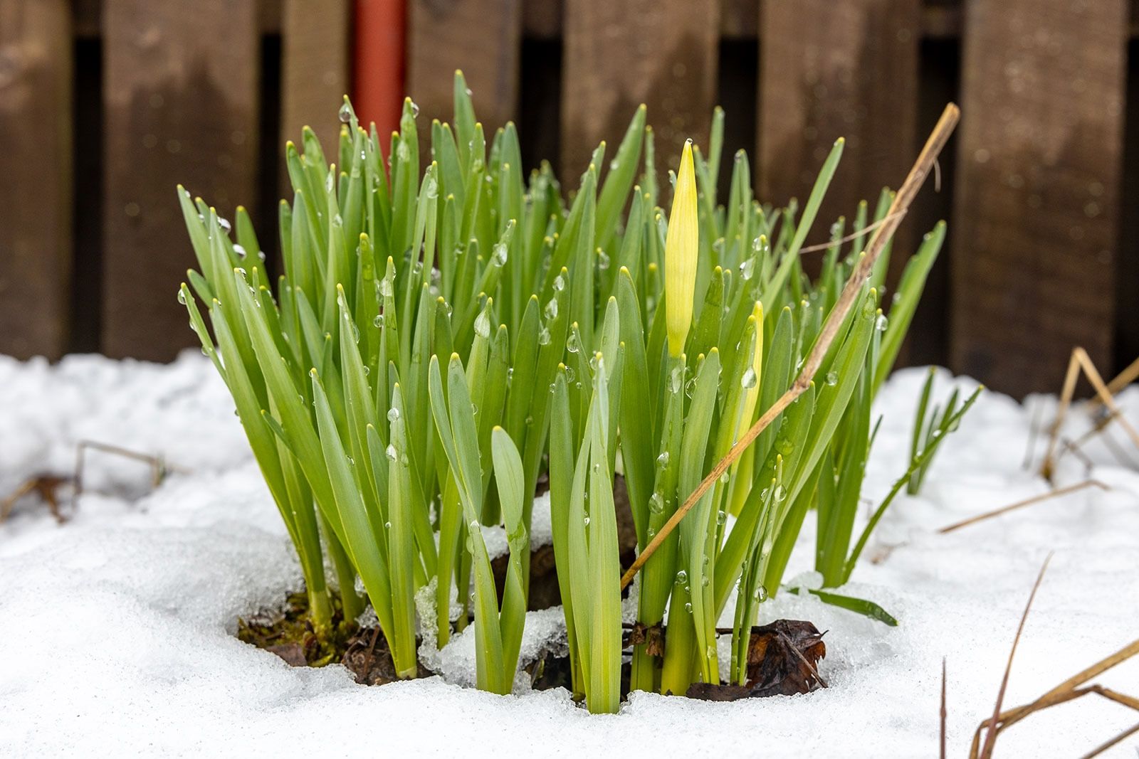 Традиционные шутки карельского мая: фотограф показал заснеженный Петрозаводск