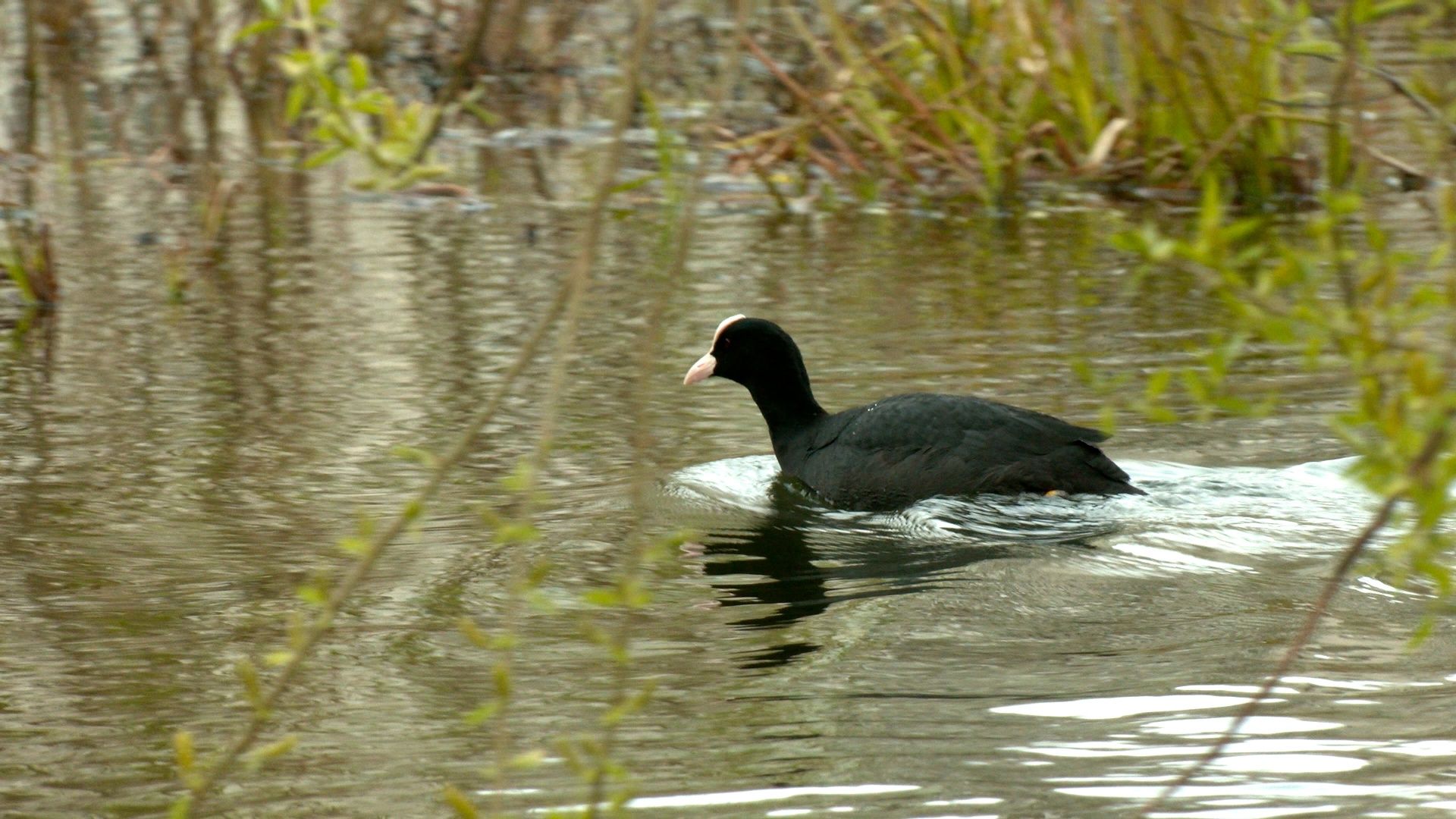 Агрессивные лысухи угрожают краснокнижным поганкам в соседнем с Карелией регионе
