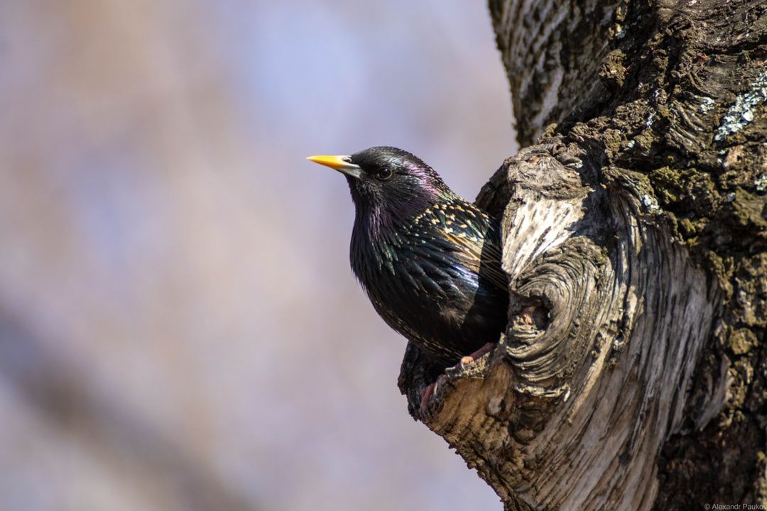 Летняя погода наступит в Карелии
