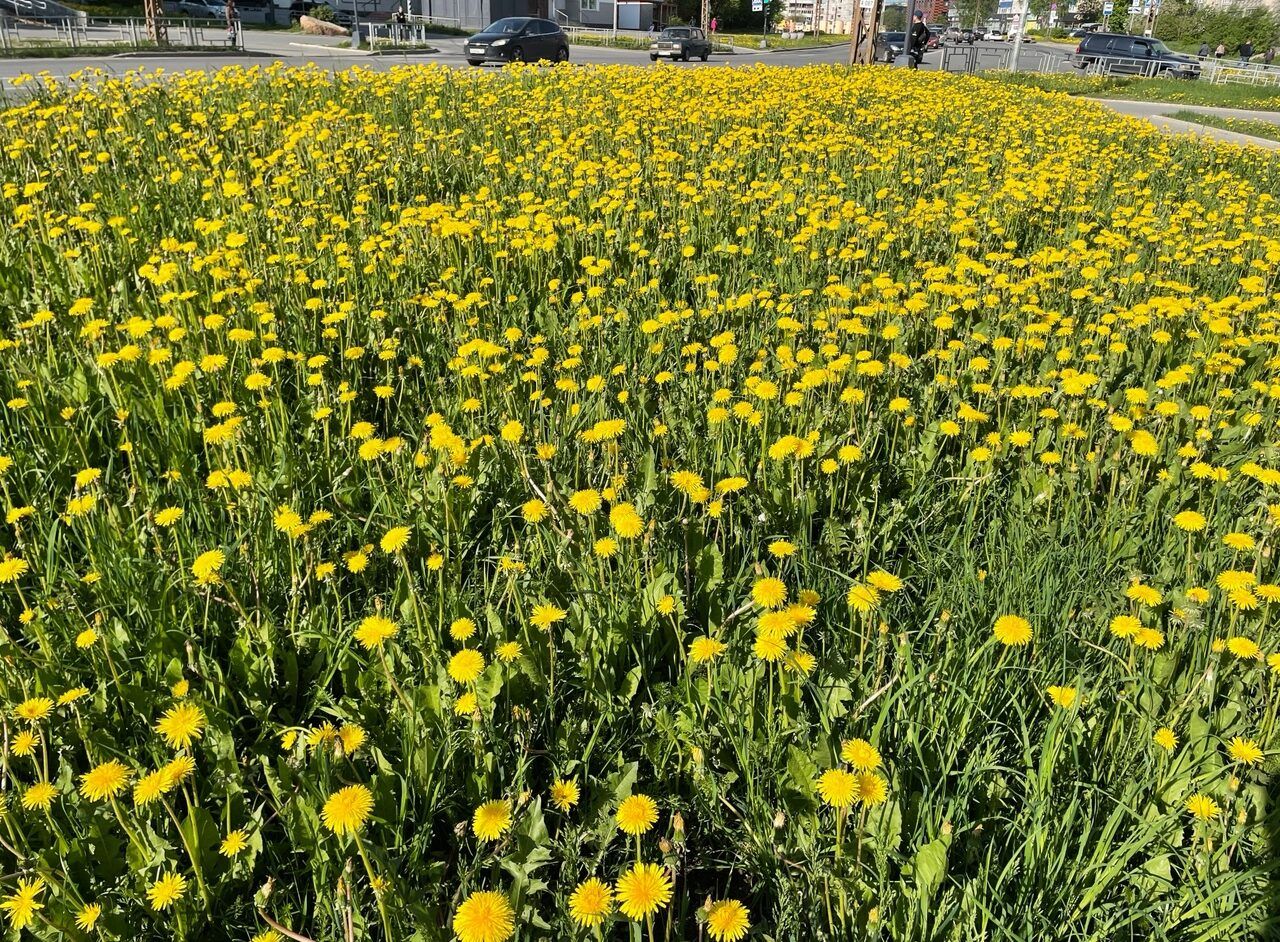 В Карелии 5 июня станет еще теплее, но кое-кому нужно быть начеку