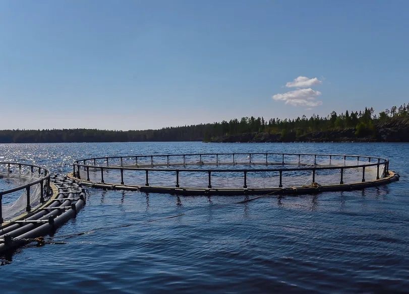 По просьбе жителей Ламбасручая проверят чистоту воды в Уницкой губе