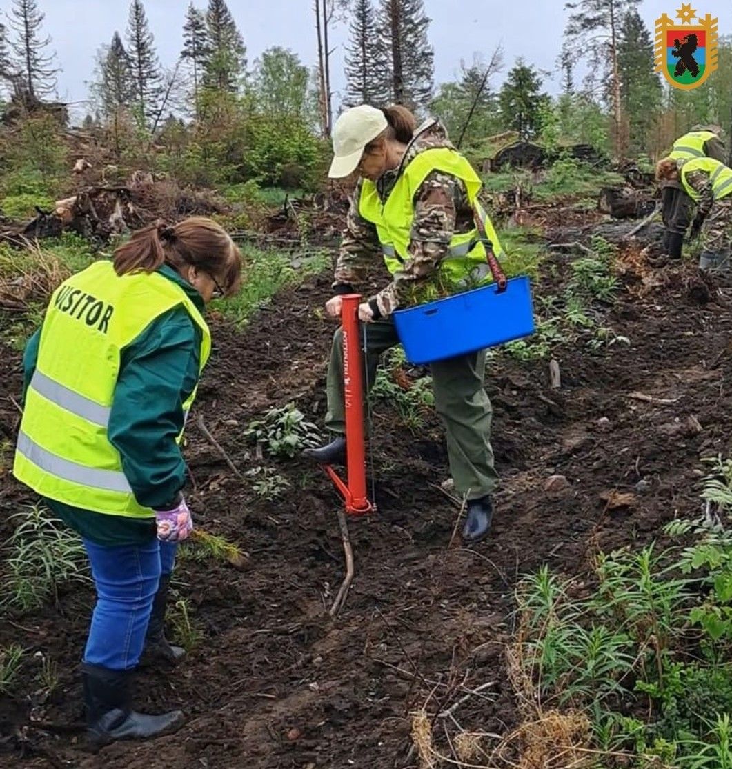 Карелия планирует восстановить лес на 21 тысяче гектаров