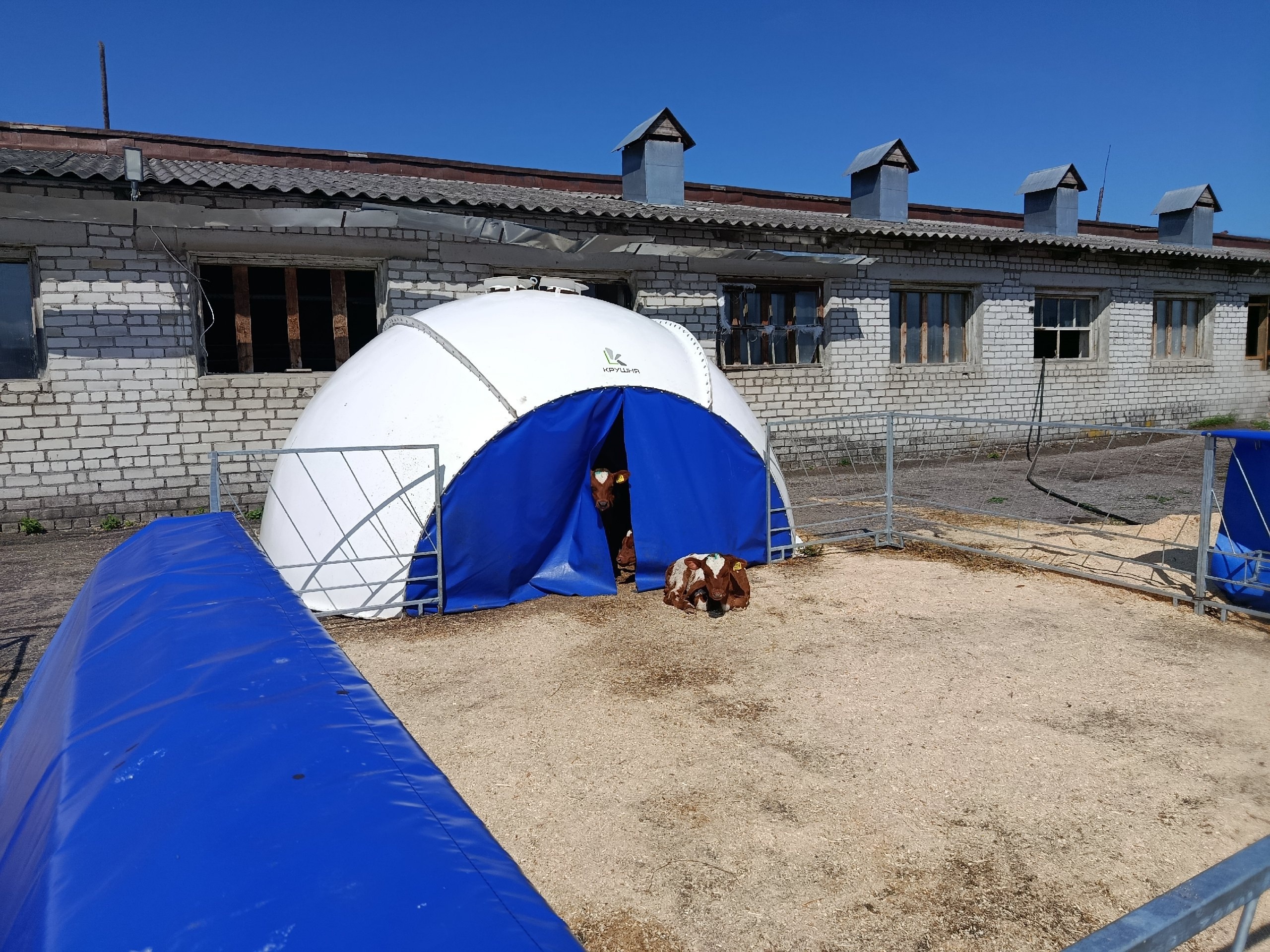 Телята в Ведлозерском совхозе получили комфортное жилье (Фото и видео)