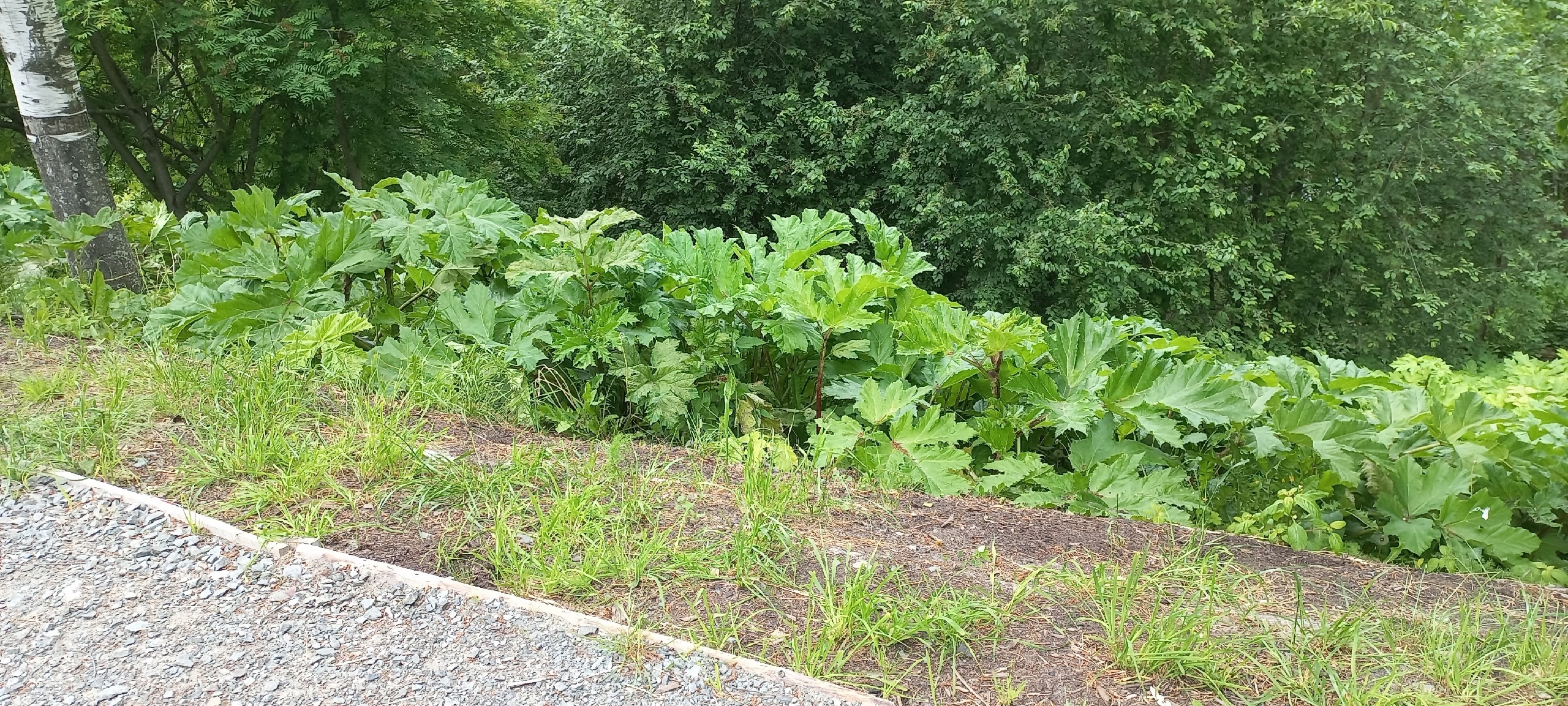 Ядовитые заросли угрожают столице Карелии