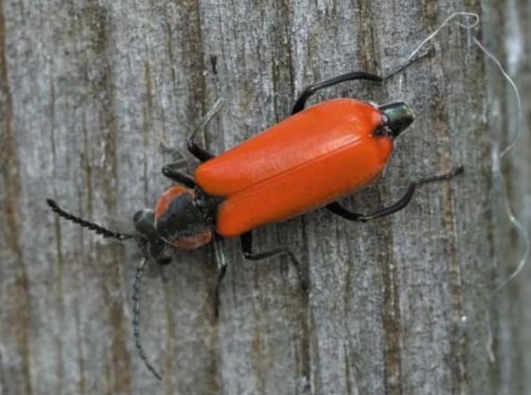 Изменение климата привело в республику невиданных жуков
