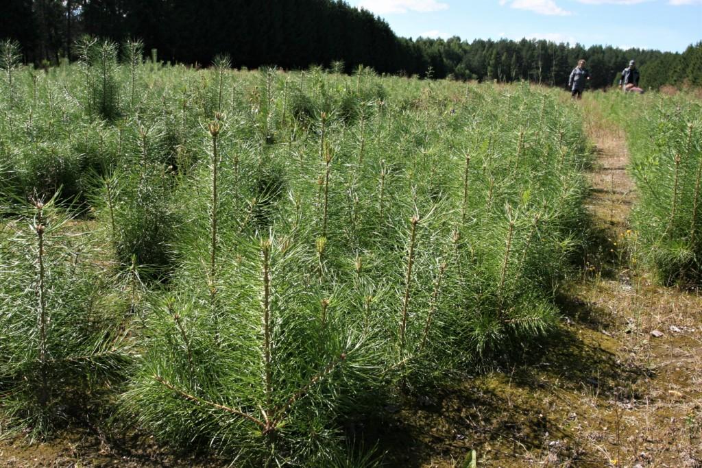 В Кондопожском районе республики высадили 800 тысяч деревьев