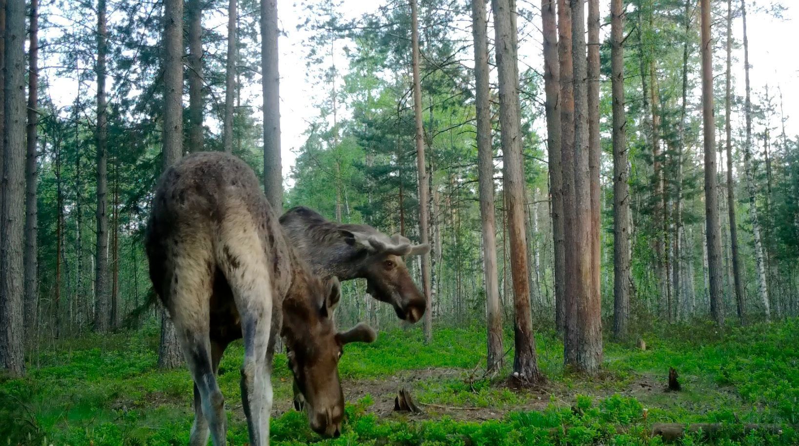 Лоси начали отращивать рога