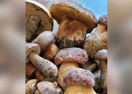 Костомукша открыла грибной сезон