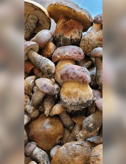 Костомукша открыла грибной сезон