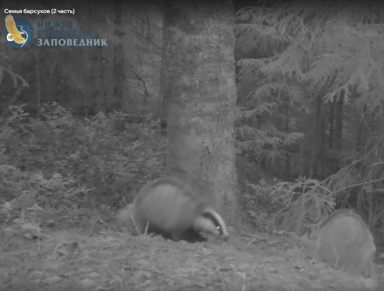 Барсучонок с больными лапками пошел на поправку