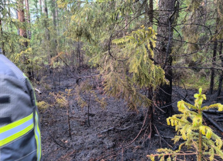 Лесной пожар у Петрозаводского шоссе ликвидирован