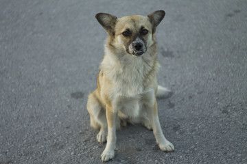Хозяйка оставила собаку в Карелии без присмотра и заплатила за ДТП с ее участием крупный штраф