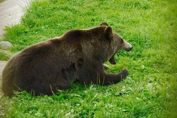 Еле унесли ноги: медведь напал на собаку в под Петрозаводском