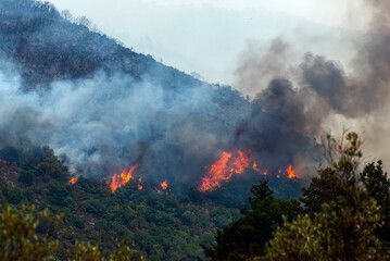 Десантники потушили лесной пожар в Кондопожском районе