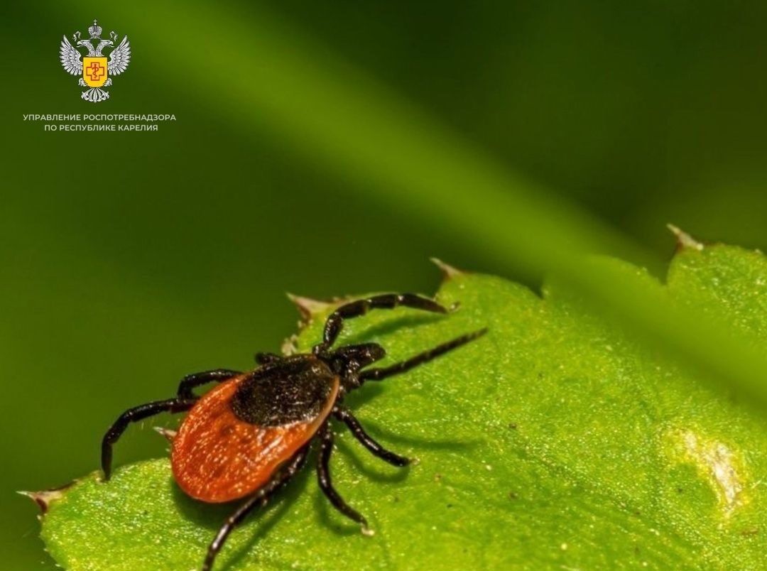 Клещи не добрались лишь до одного района Карелии