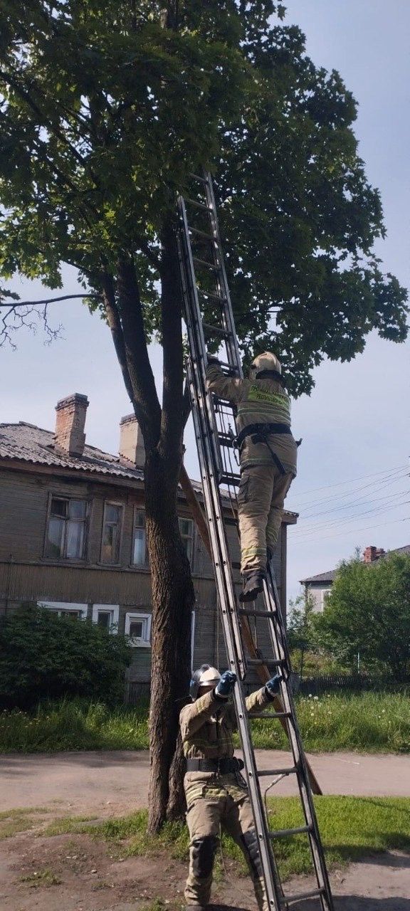 Не мог слезть с дерева: кота-бедолагу спасли огнеборцы Прионежья