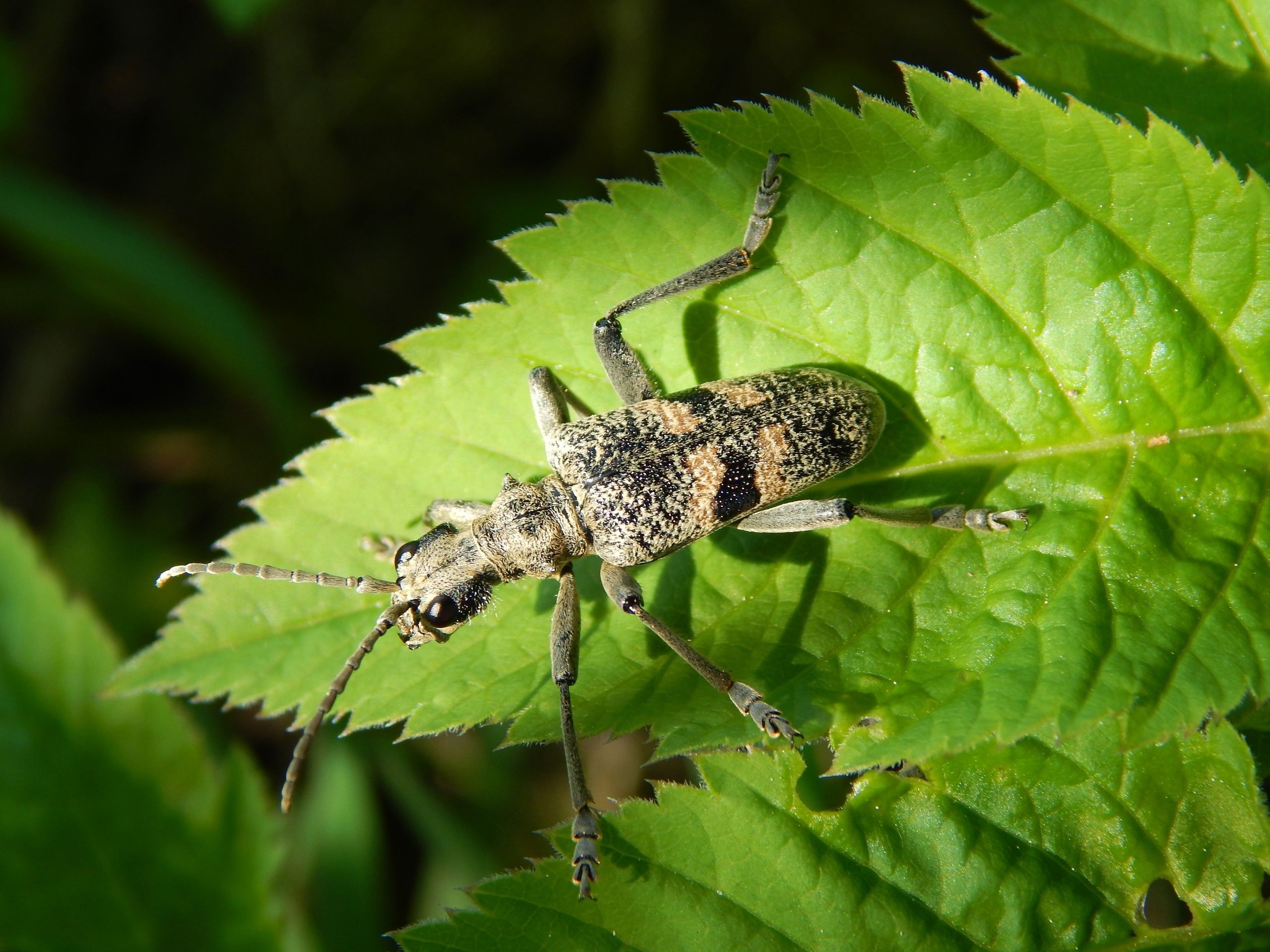 В Нижне-Свирском заповеднике заметили редкого жука