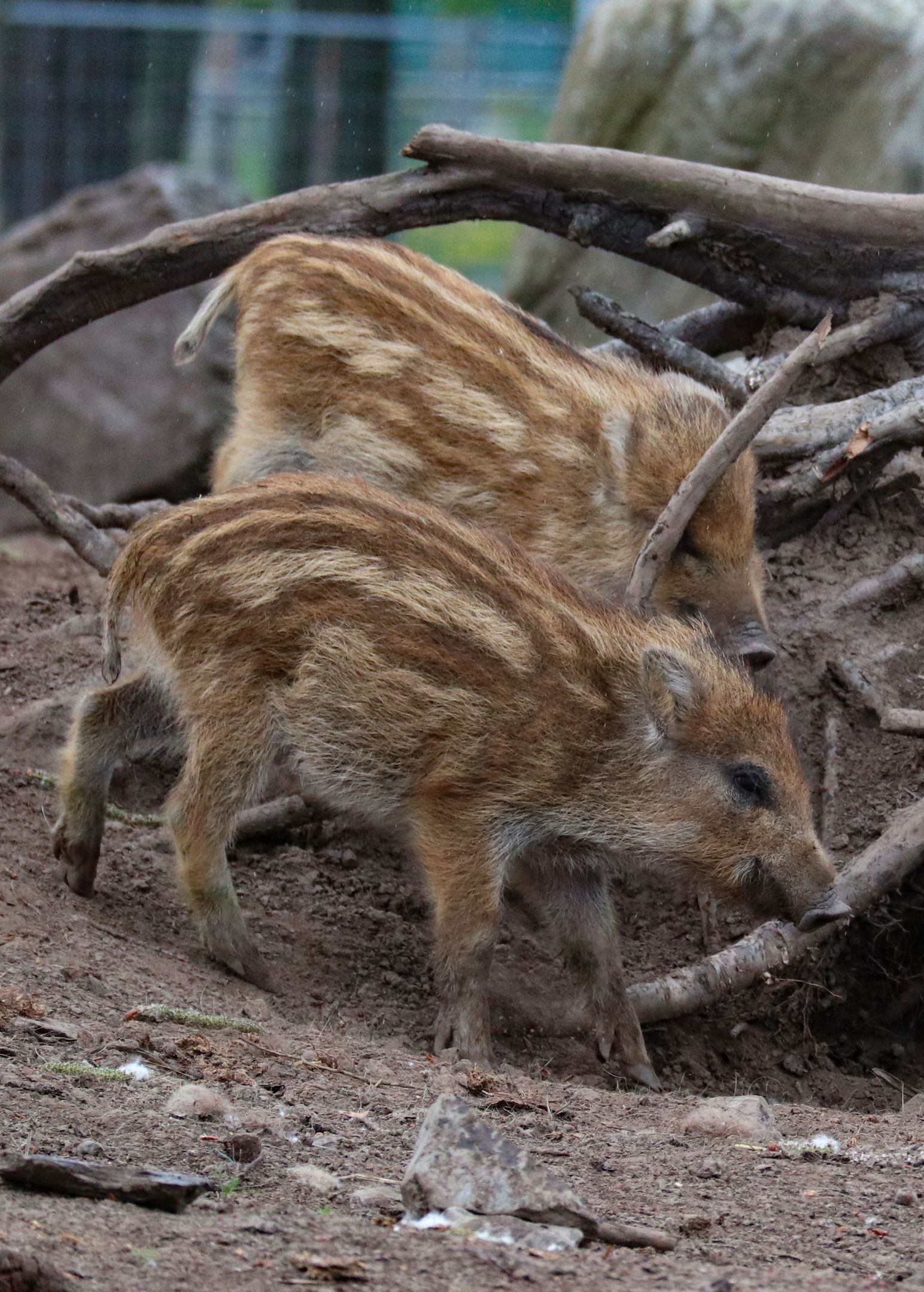 В Карельском зоопарке родились кабанята